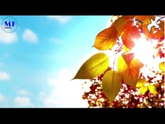 Ποντίκι 1 Ηλιακό φως δρόμου