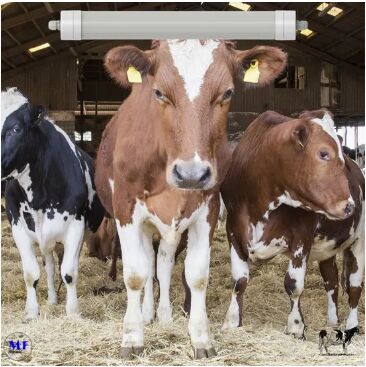 LED Tri-Proof Light Αντι-Αμμωνία Λευκό χρώμα Ik10 IP69K 0~10V Dim CCT Δύναμη ρυθμιζόμενη 170lm/W 1,6m για την καθημερινότητα αγελάδες πρόβατα αγροτική κτηνοτροφία